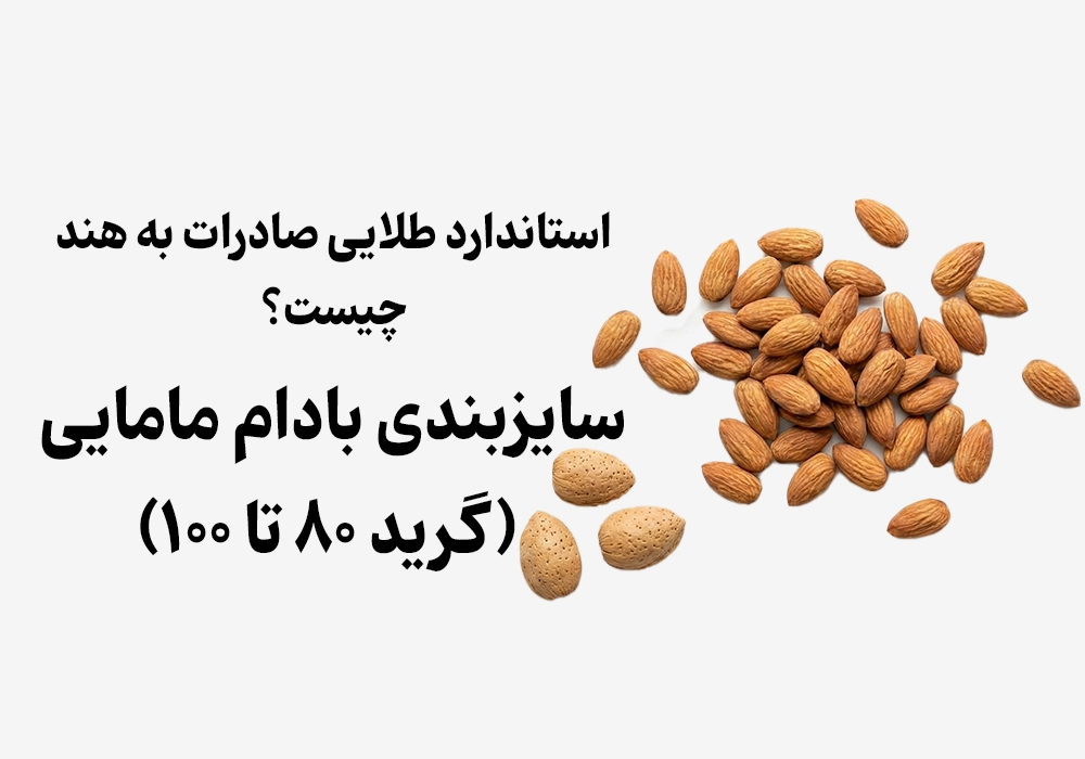 سایزبندی بادام مامایی (گرید ۸۰ تا ۱۰۰)؛ استاندارد طلایی صادرات به هند چیست؟