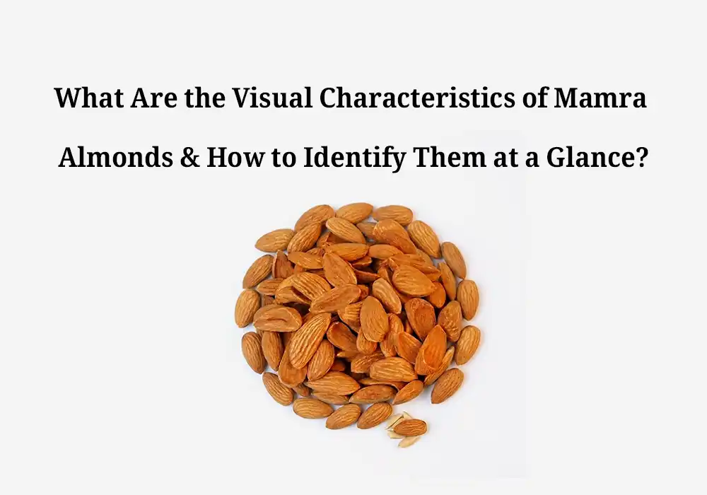 What Are the Visual Characteristics of Mamra Almonds & How to Identify Them at a Glance?