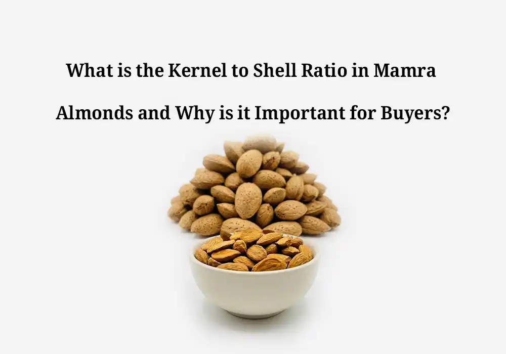 What is the Kernel to Shell Ratio in Mamra Almonds and Why is it Important for Buyers?