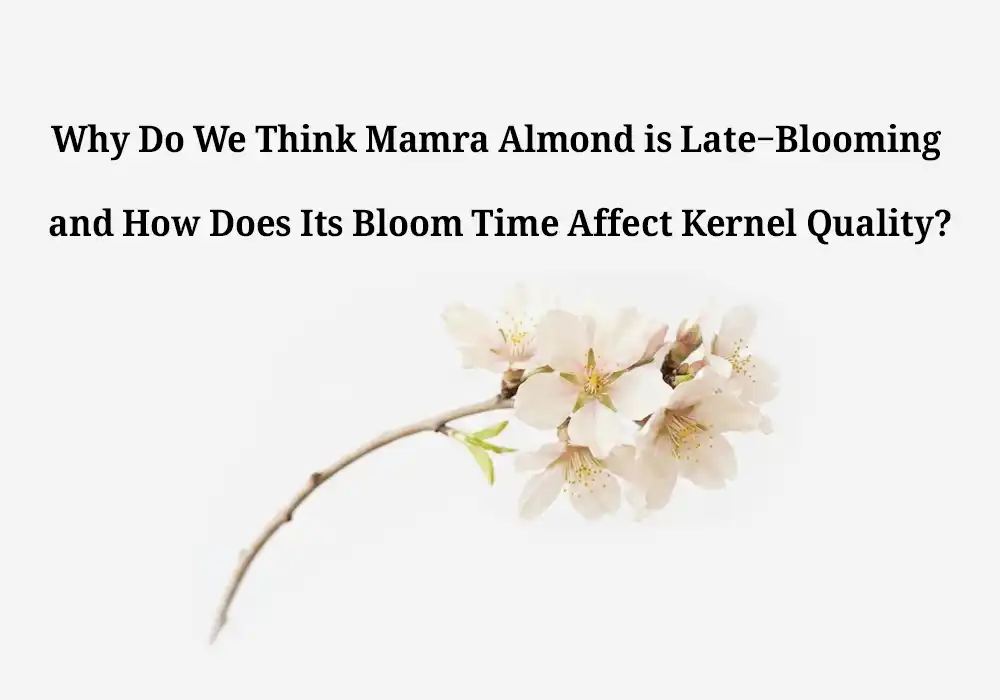 Why Do We Think Mamra Almond is Late-Blooming and How Does Its Bloom Time Affect Kernel Quality?