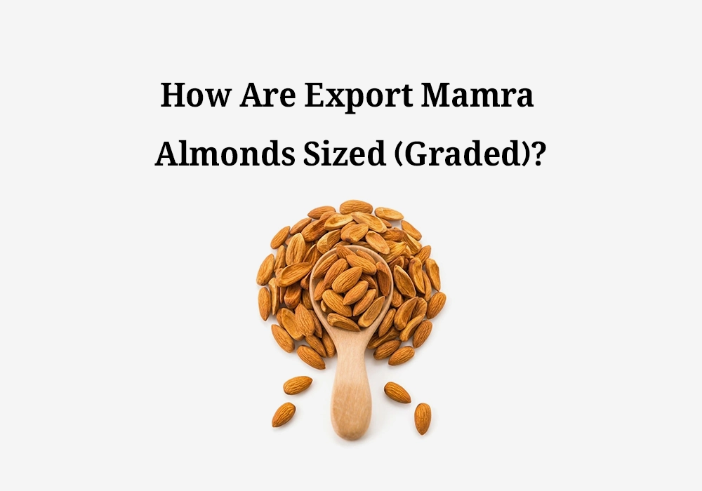 How Are Export Mamra Almonds Sized (Graded)?
