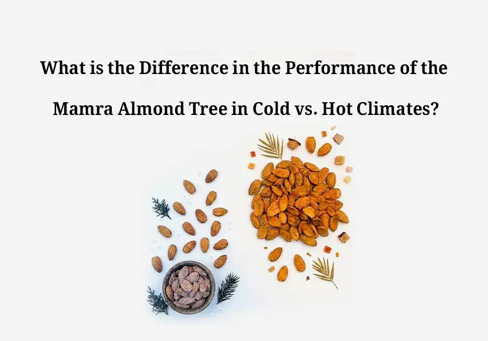What is the Difference in the Performance of the Mamra Almond Tree in Cold vs. Hot Climates?