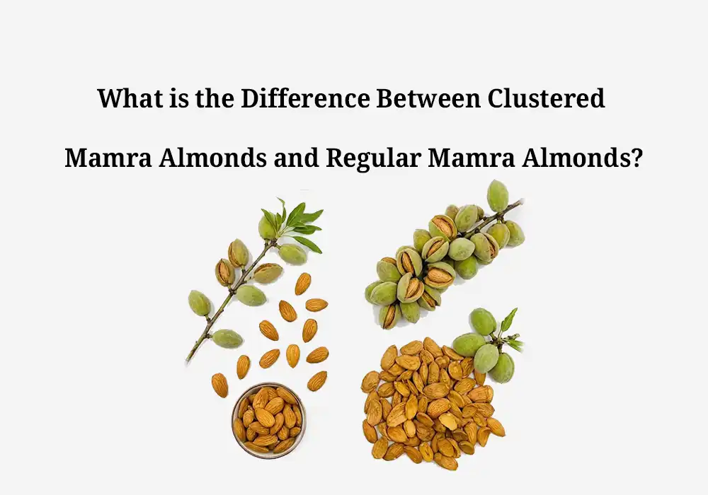 What is the Difference Between Clustered Mamra Almonds and Regular Mamra Almonds?
