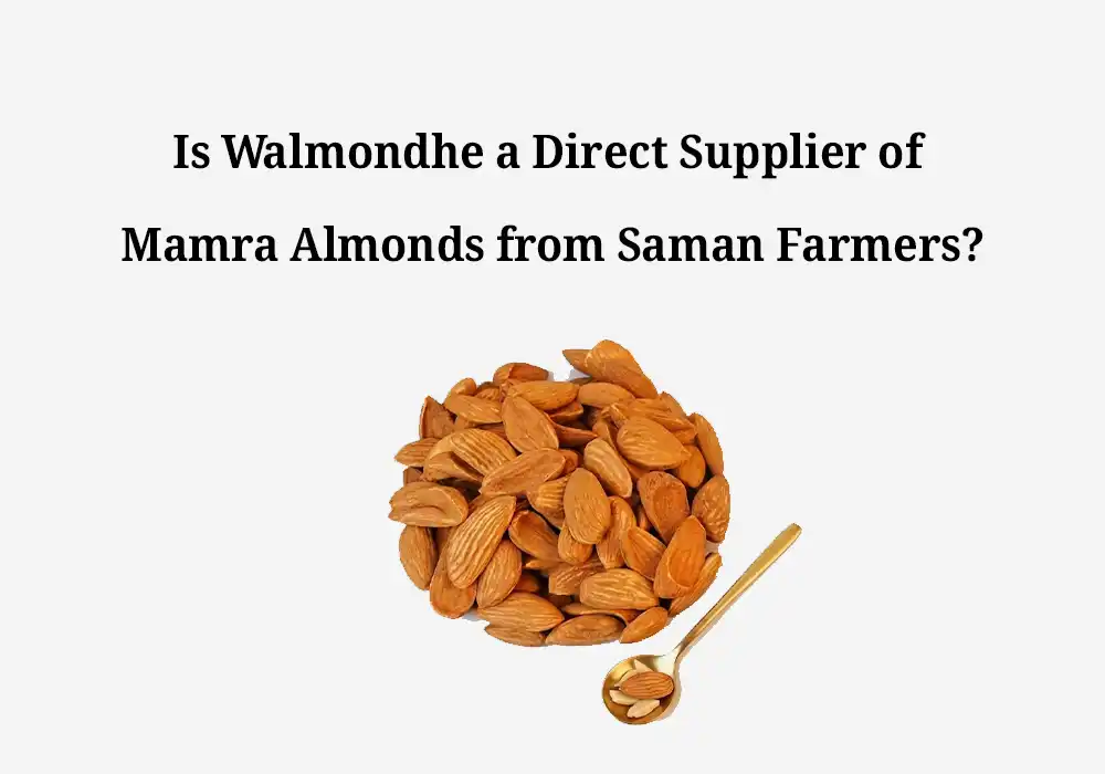 Is Walmondhe a Direct Supplier of Mamra Almonds from Saman Farmers?