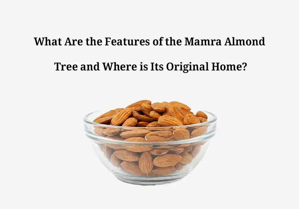 What Are the Features of the Mamra Almond Tree and Where is Its Original Home?