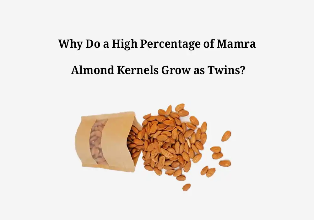 Why Do a High Percentage of Mamra Almond Kernels Grow as Twins?