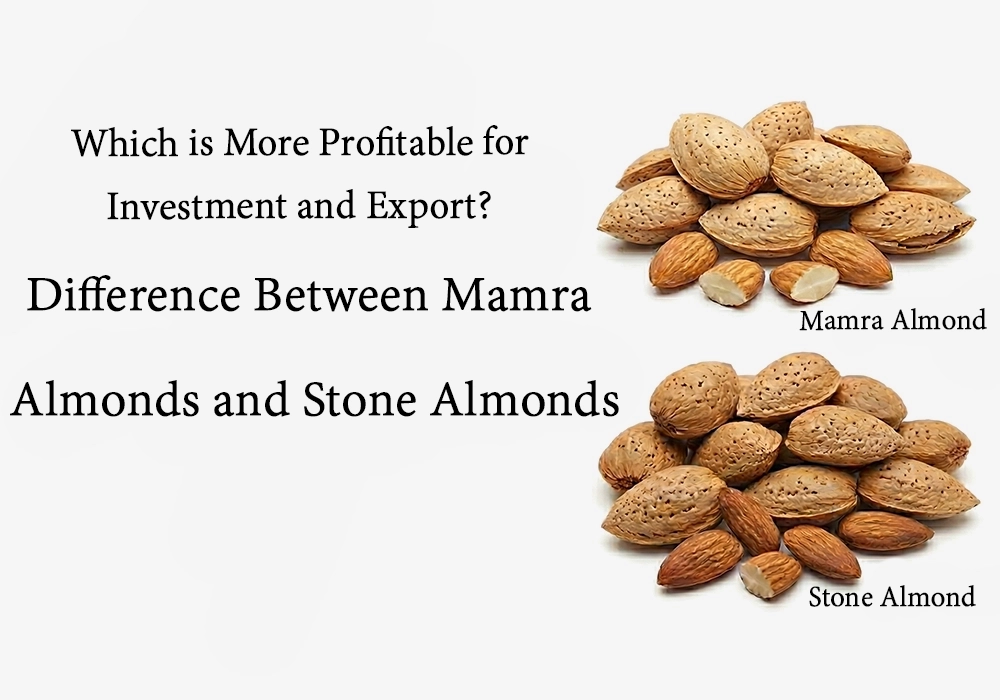 Is Investing in Mamra Almonds More Profitable than Stone Almonds?