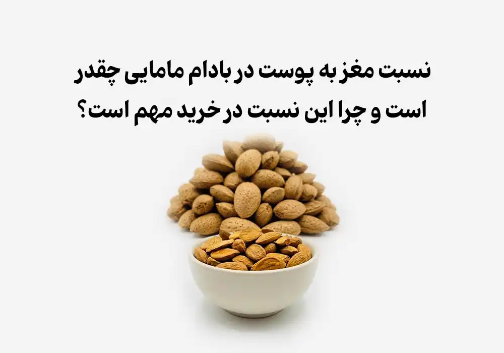 نسبت مغز به پوست در بادام مامایی چقدر است و چرا این نسبت در خرید مهم است؟