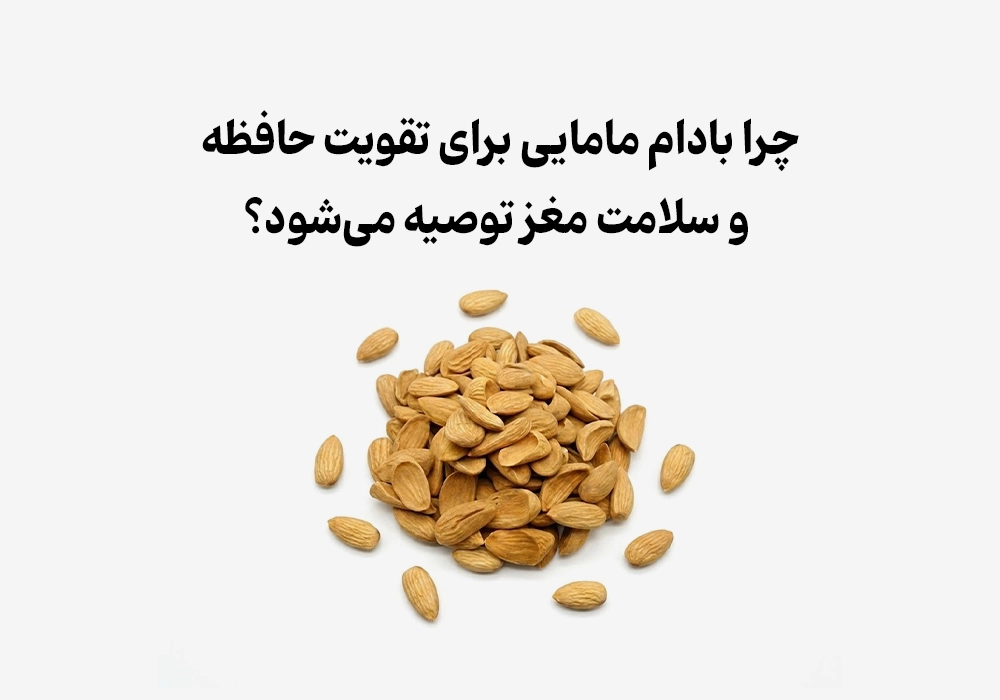 چرا بادام مامایی برای تقویت حافظه و سلامت مغز توصیه می‌شود؟