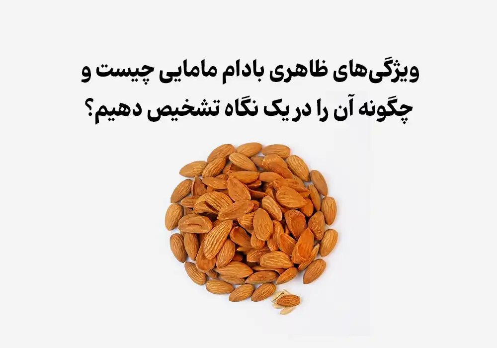 ویژگی‌های ظاهری بادام مامایی چیست و چگونه آن را در یک نگاه تشخیص دهیم؟