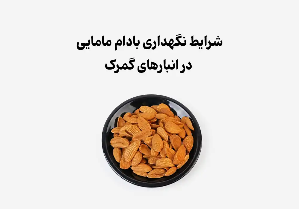 شرایط نگهداری بادام مامایی در انبارهای گمرک