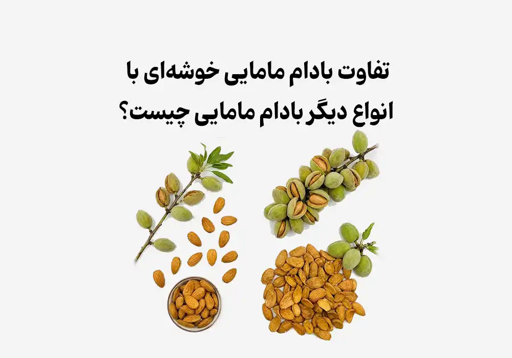 تفاوت بادام مامایی خوشه‌ای با انواع دیگر بادام مامایی چیست؟