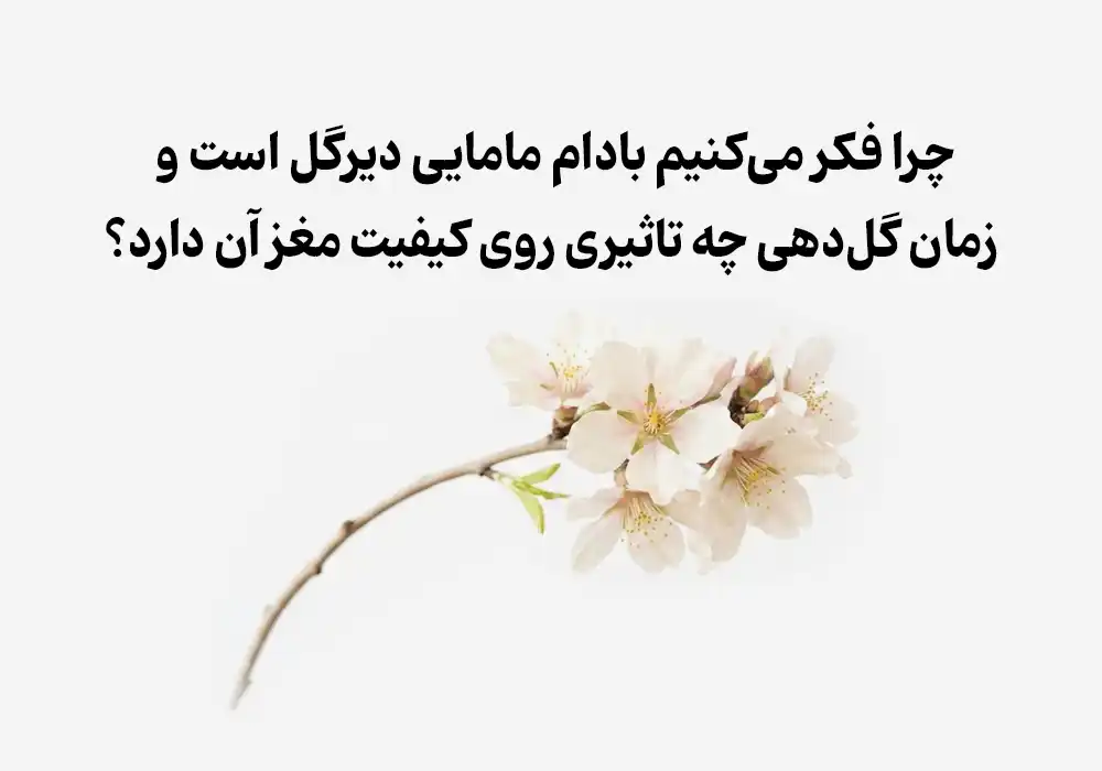 چرا فکر می‌کنیم بادام مامایی دیرگل است و زمان گل‌دهی چه تاثیری روی کیفیت مغز آن دارد؟