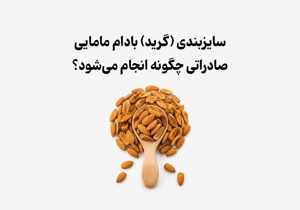سایزبندی (گرید) بادام مامایی صادراتی چگونه انجام می‌شود؟