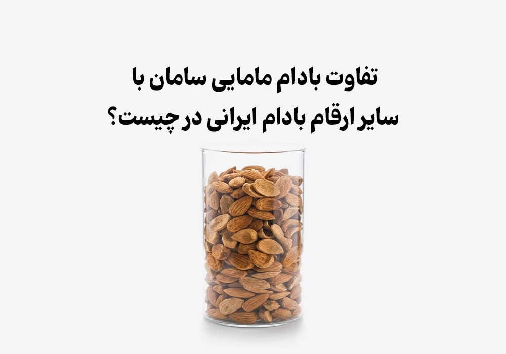 تفاوت بادام مامایی سامان با سایر ارقام بادام ایرانی در چیست؟
