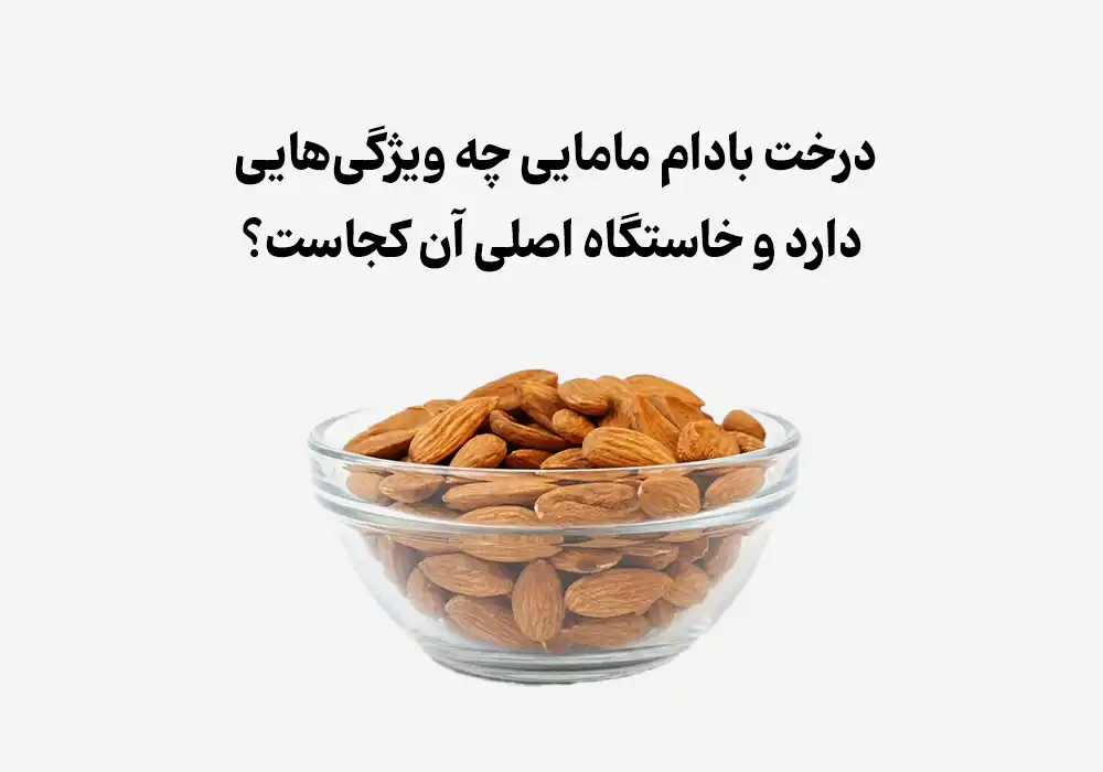 درخت بادام مامایی چه ویژگی‌هایی دارد و خاستگاه اصلی آن کجاست؟