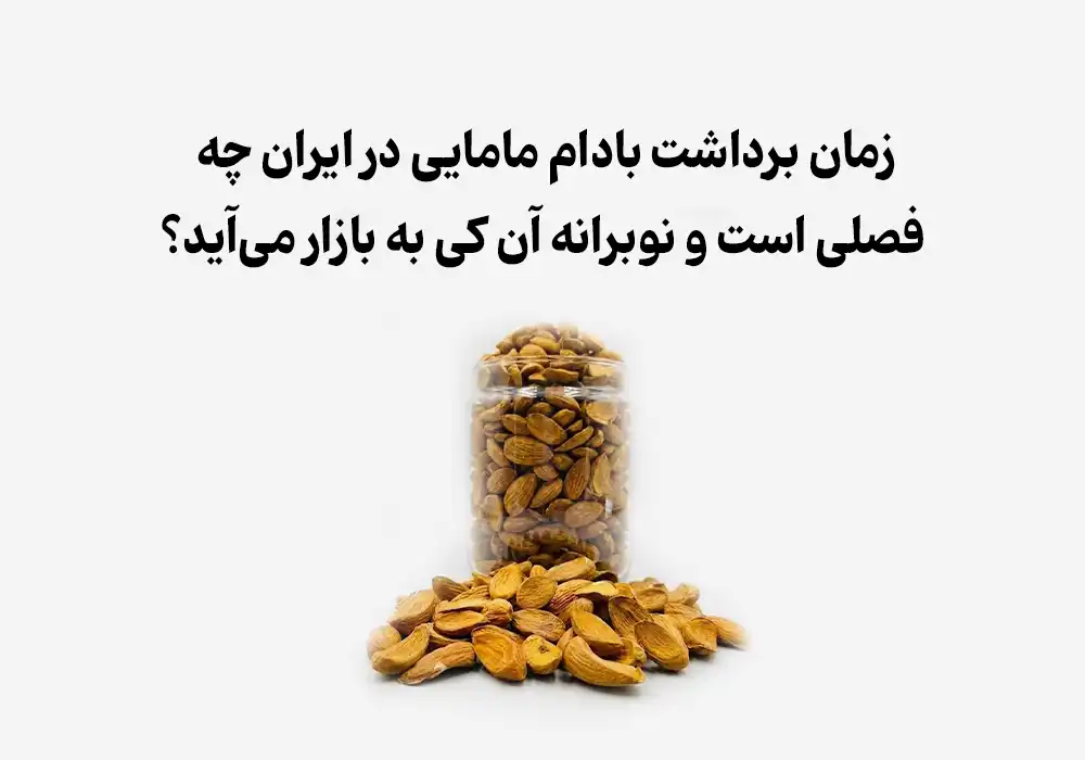 زمان برداشت بادام مامایی در ایران چه فصلی است و نوبرانه آن کی به بازار می‌آید؟