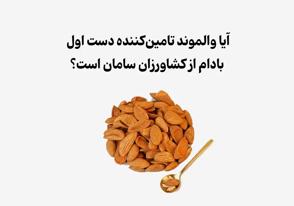  
آیا والموند تامین‌کننده دست اول بادام از کشاورزان سامان است؟