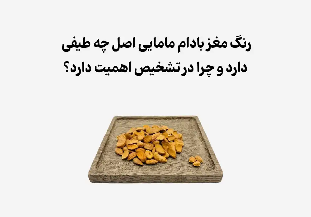 رنگ مغز بادام مامایی اصل چه طیفی دارد و چرا در تشخیص اهمیت دارد؟