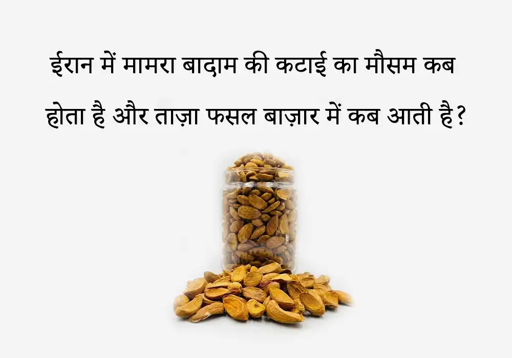 ईरान में मामरा बादाम की कटाई का मौसम कब होता है और ताज़ा फसल बाज़ार में कब आती है?