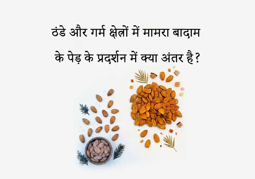 ठंडे और गर्म क्षेत्रों में मामरा बादाम के पेड़ के प्रदर्शन में क्या अंतर है?