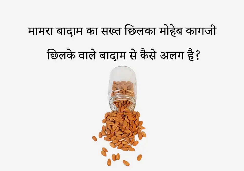 मामरा बादाम का सख्त छिलका मोहेब कागजी छिलके वाले बादाम से कैसे अलग है?