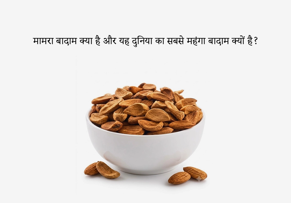 मामरा बादाम क्या है और यह दुनिया का सबसे महंगा बादाम क्यों है?