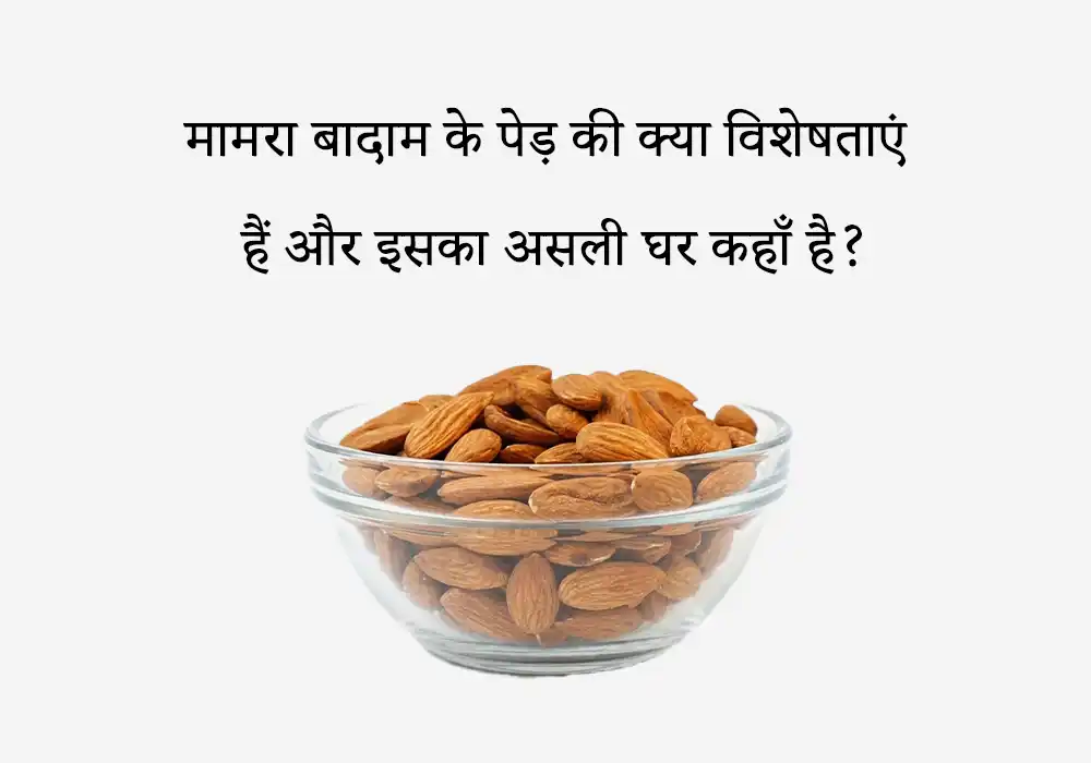 मामरा बादाम के पेड़ की क्या विशेषताएं हैं और इसका असली घर कहाँ है?