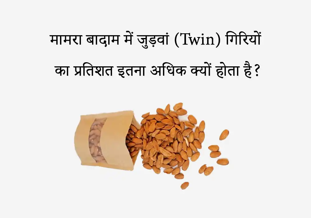 मामरा बादाम में जुड़वां (Twin) गिरियों का प्रतिशत इतना अधिक क्यों होता है?