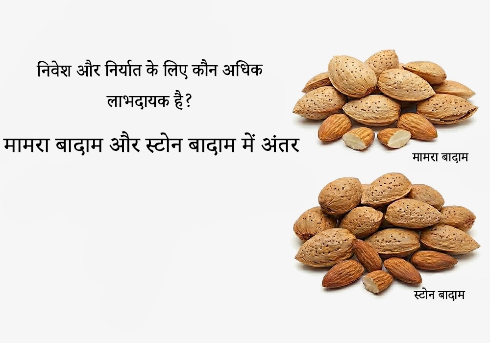 क्या मामरा बादाम में निवेश करना स्टोन बादाम से अधिक लाभदायक है?