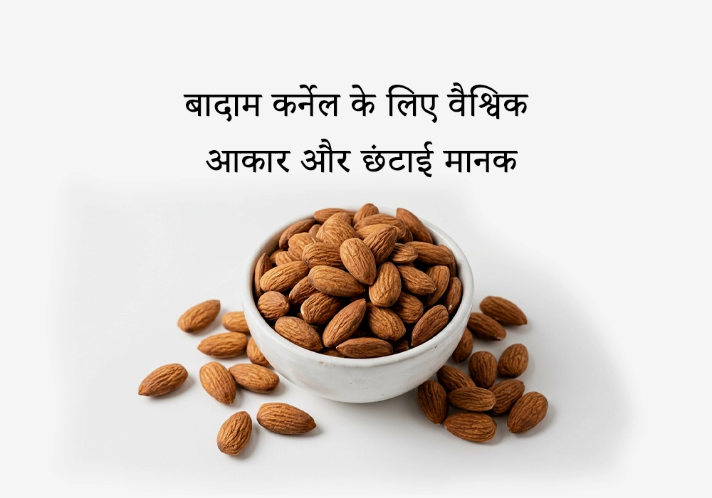 यूरोपीय और एशियाई बाजारों के लिए बादाम कर्नेल के आकार