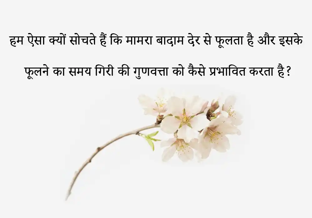हम ऐसा क्यों सोचते हैं कि मामरा बादाम देर से फूलता है और इसके फूलने का समय गिरी की गुणवत्ता को कैसे प्रभावित करता है?
