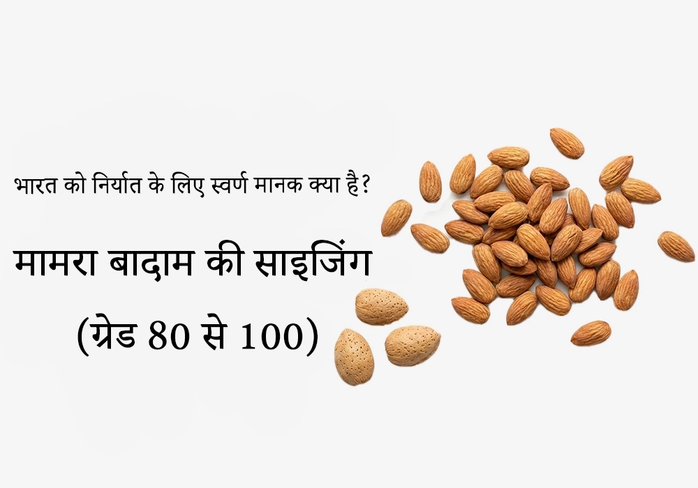 मामरा बादाम की साइजिंग (ग्रेड 80 से 100); भारत को निर्यात के लिए 'गोल्डन स्टैंडर्ड' क्या है?