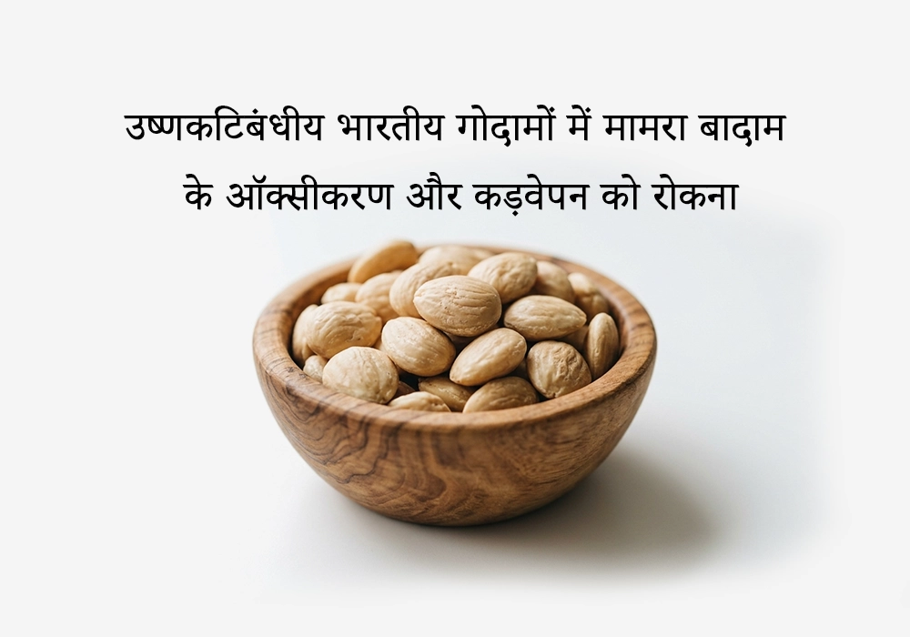 भारतीय गोदामों में मामरा बादाम के कड़वेपन को रोकने के लिए तकनीकी और इंजीनियरिंग गाइड