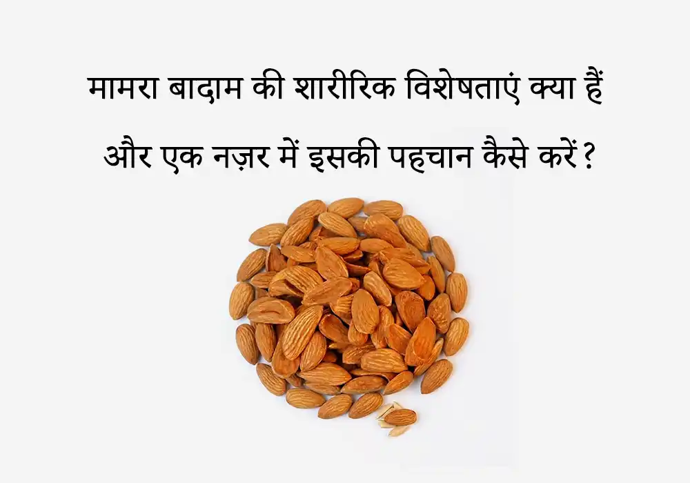 मामरा बादाम की शारीरिक विशेषताएं क्या हैं और एक नज़र में इसकी पहचान कैसे करें?