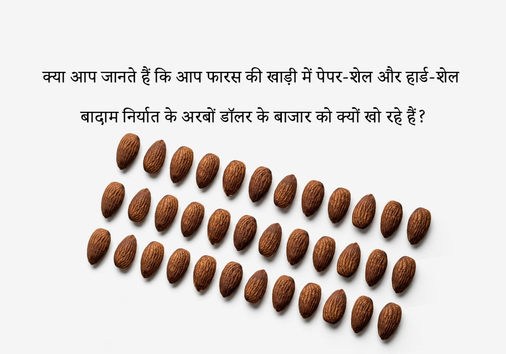क्या आप जानते हैं कि आप फारस की खाड़ी में पेपर-शेल और हार्ड-शेल बादाम निर्यात के अरबों डॉलर के बाजार को क्यों खो रहे हैं?