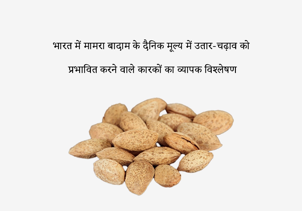 भारत में मामरा बादाम की कीमतों में दैनिक उतार-चढ़ाव क्यों