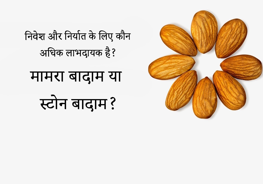 मामरा बादाम या स्टोन बादाम?