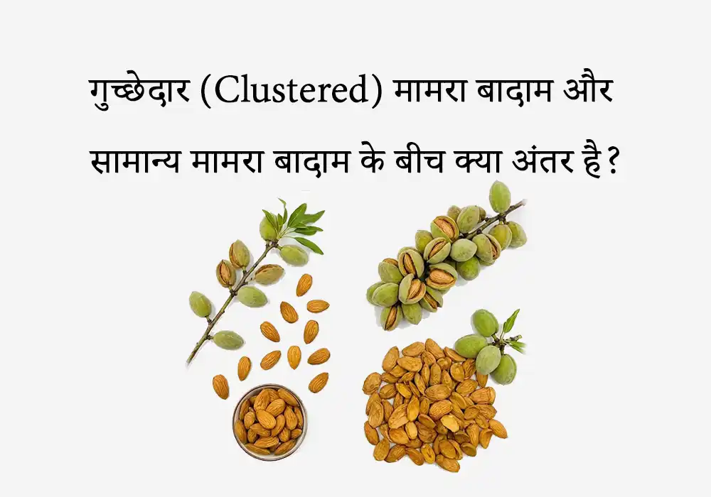 गुच्छेदार (Clustered) मामरा बादाम और सामान्य मामरा बादाम के बीच क्या अंतर है?