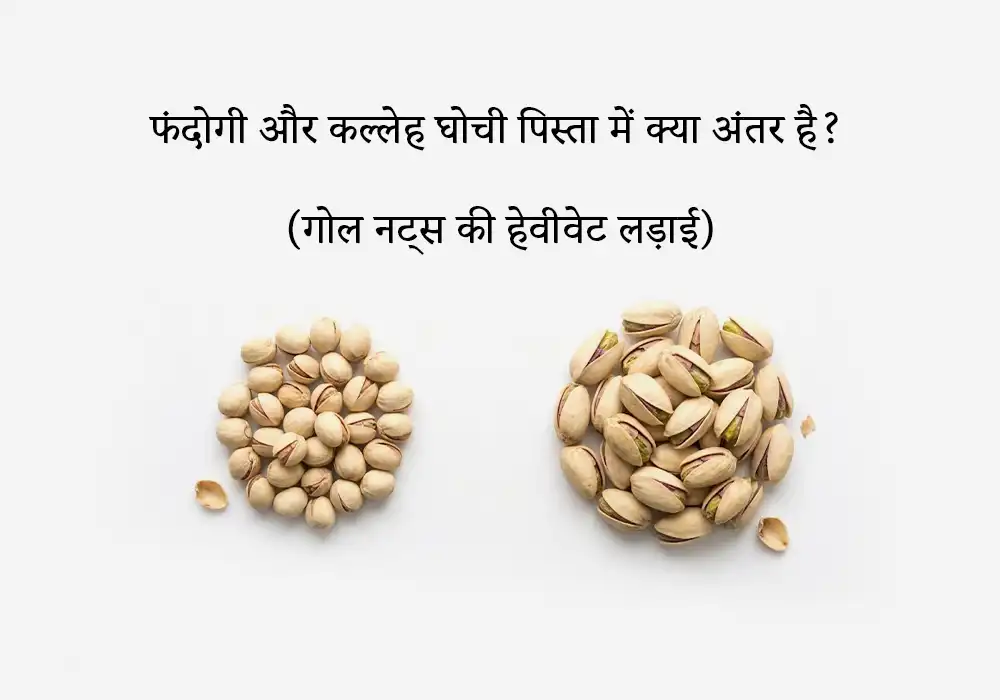 फंदोगी और कल्लेह घोची पिस्ता में क्या अंतर है? (गोल नट्स की हेवीवेट लड़ाई)