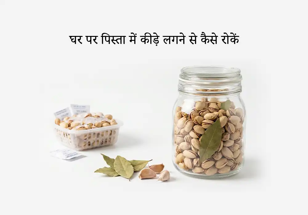 घर पर पिस्ता में कीड़े लगने से कैसे रोकें